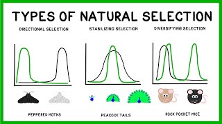 Natural Selection, Adaptation and Evolution