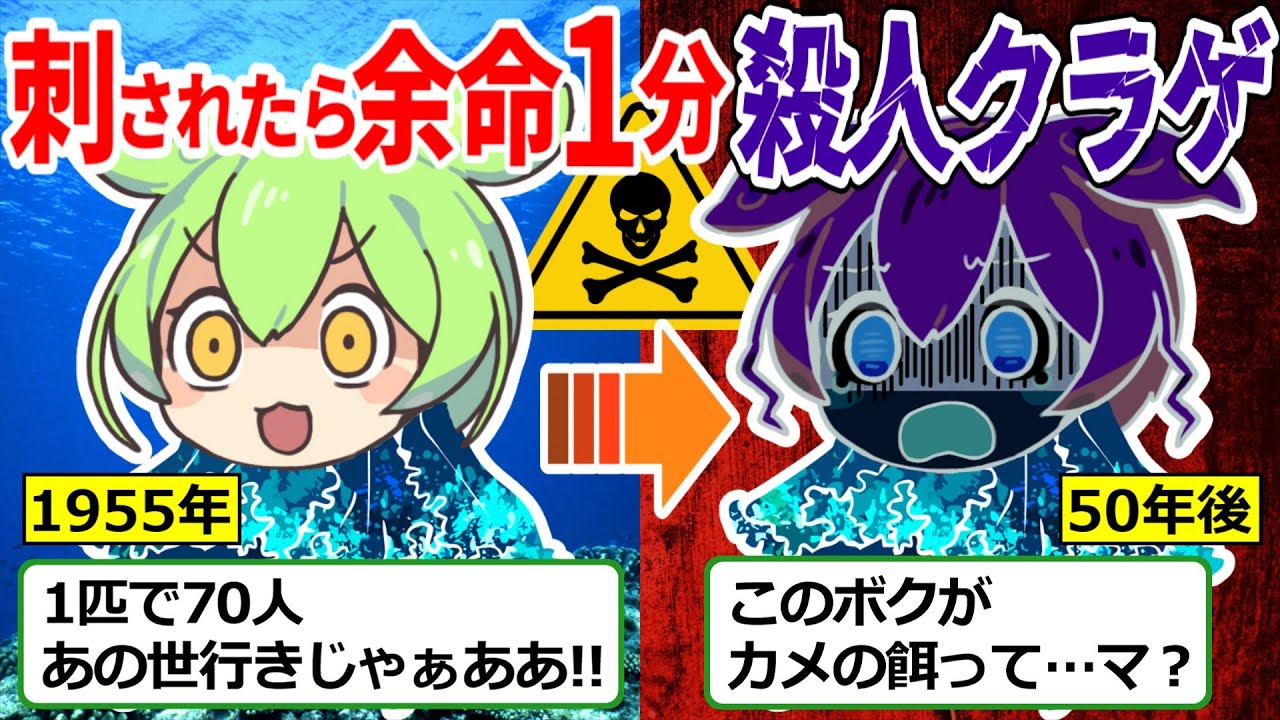世界一の猛毒クラゲ『キロネック』青酸カリの1万倍の毒を持つがウミガメにはなにも勝てないwww【ずんだもん ゆっくり解説 カツオノエボシ ハブクラゲ】