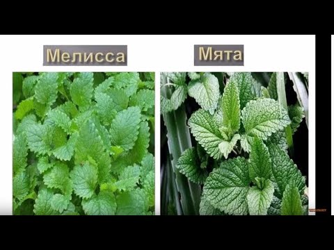 Video: Melissa officinalis. բուժիչ հատկություններ, բաղադրատոմսեր և կիրառման առանձնահատկություններ