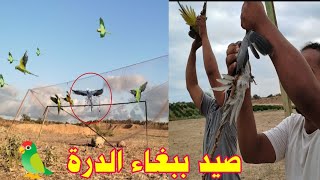 طريقة صيد ببغاء الدره الخضراء والزرقاء? Green parrot hunting