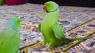 My Two Best Ringneck Talking And Dancing Parrot
