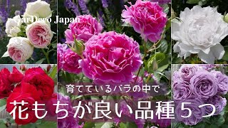 ランキング 育てているバラの中で花もちが良い品種５つ おすすめ Youtube