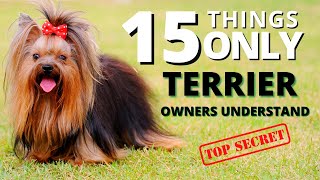 15 Things Only Yorkshire Terrier Owners Can Understand by Paw Venue 98 views 1 year ago 8 minutes, 46 seconds