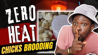 Chicks Brooding WITHOUT HEAT! How I Cut Cost with AMAZING Chicken Brooder Idea