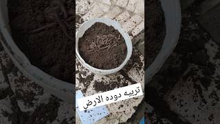 تربيه دوده الارض Earthworm breeding