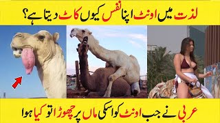 Most Amazing And Interesting Facts Of Camel In Urdu and Hindi