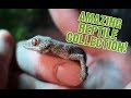 You’ve never seen a reptile collection like this before! Rare Geckos, Skinks, Tortoises and more!