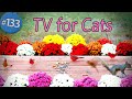 8 Hours of Cute Birds 😻 TV for Cats No ADS  🐦 Birds  &amp; Squirrels 🐿 Uninterrupted CatTV with Flowers