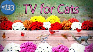 8 Hours of Cute Birds 😻 TV for Cats No ADS  🐦 Birds  & Squirrels 🐿 Uninterrupted CatTV with Flowers by LensMyth 2,591 views 5 months ago 8 hours