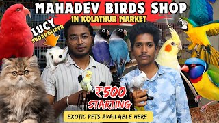Exotic Birds Shop in Chennai  Tamed Birds  KOLATHUR FISH MARKET|#kolathur