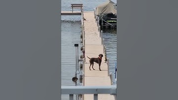 TESS! So much for our prize winning hunting dog, she