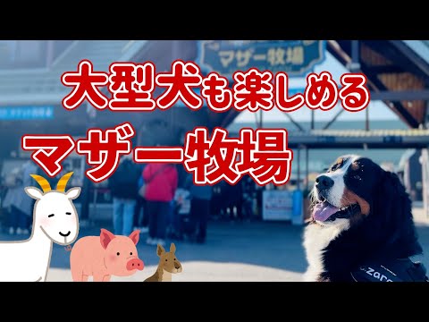 「マザー牧場」へバーニーズマウンテンドッグと行ってきました