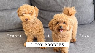 What it's like having TWO TOY POODLES | Day in the life of Peanut & Zuko