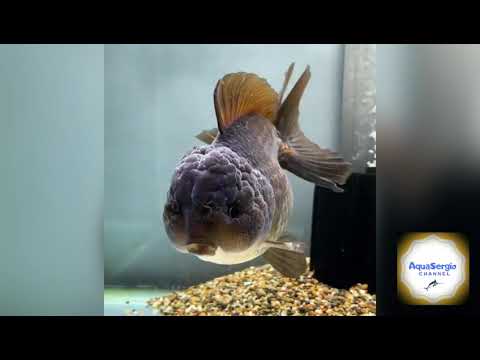 Золотая рыбка (Carassius auratus) Part.1