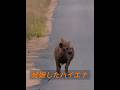 妊娠したハイエナが包囲されている！ #animals #動物プロダクション #動物