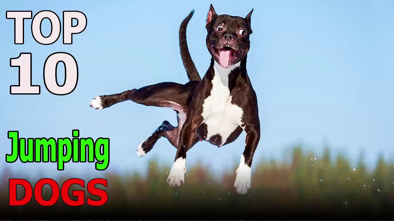 top 10 highest jumping dog breeds