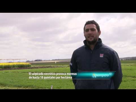 Video: Síntomas del enanismo amarillo de la cebada y la avena: cómo tratar el virus del enanismo amarillo en los cultivos de avena