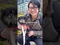 @AI動画クリエイターのきんじょー さんになでなでだっこさせてあげました🐶byちまき #チワワ #犬のいる生活 #shorts