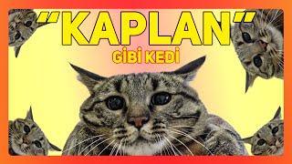 HIRÇIN KEDİ KAPLAN FORMUNDA!  (Kedi Isırdı, İşedi, S*çtı)