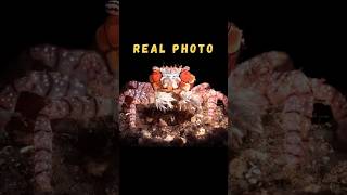 This Tiny Crab Fights With Living Pom-Poms 😳🦀