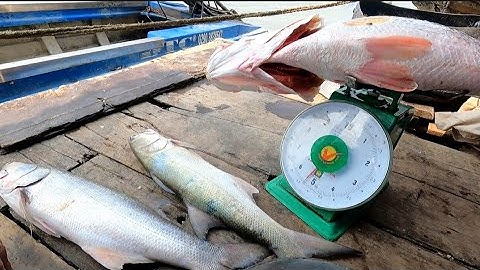 thăm lưới cá chẻm đêm, ngày được ba cá thật mai mắn (lê nghiã cần giờ)