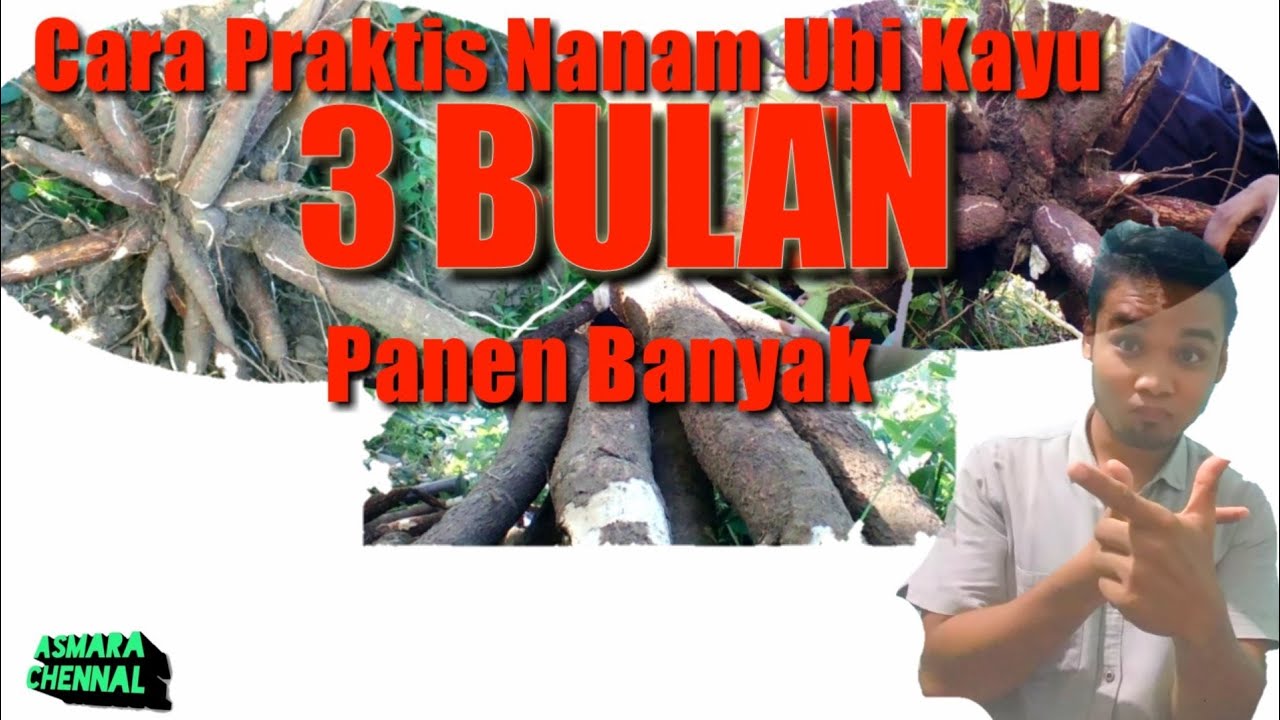 Cara Menanam Ubi kayu Yang Benar 3 Bulan Panen 