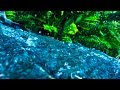 Jungle River Sounds White Noise | Sleep, Study, Relax | 10 Hours Nature