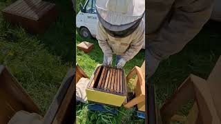 Сколько лет занимается пчеловодством ? #пчеловодство #bee #пчёлы #beekeeper #beekeeping #honey