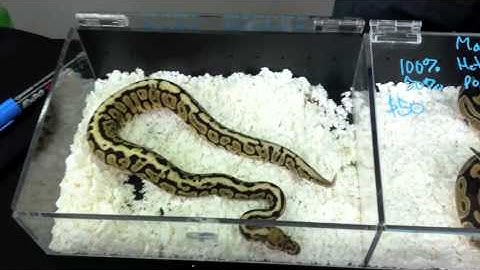 Morphs 101 - Powerball (Super Spotnose)