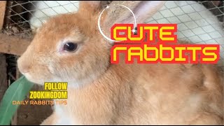 Decode Your Bunny 🐇 Understanding Rabbit Behavior