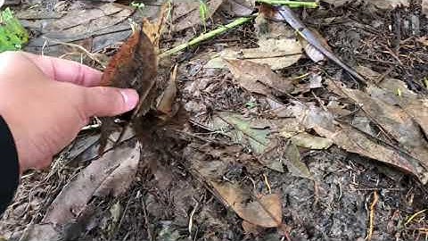 Bón phân gì để tạo cơi đọt sầu riêng mập, khoẻ? 0939.051.123