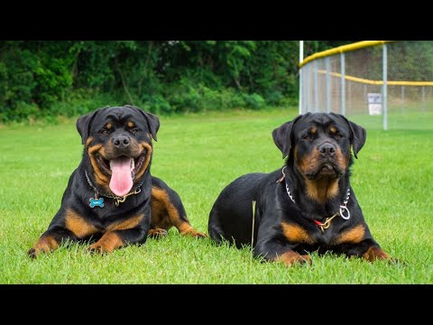 These  Are 10 Incredible Facts About Rottweilers