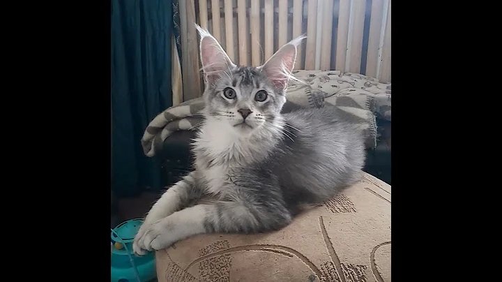 Video 9005421: maine coon kitty, maine coon family, color maine coon, black maine coon