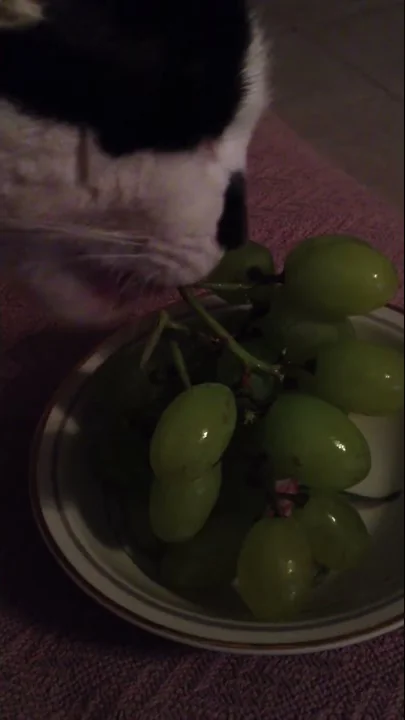 Chester and his magical grapes!