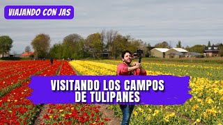 Los famosos campos de tulipanes en Amsterdam, Paises Bajos...cual fue el COSTO????