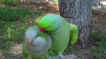 [Khoảnh Khắc Hài Hước] Những chú vẹt đáng yêu nhất hành tinh Phần 1
