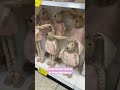 Cute Easter decor in Homebargains #shorts #short #homebargains #easter #easterhomebargains #haul