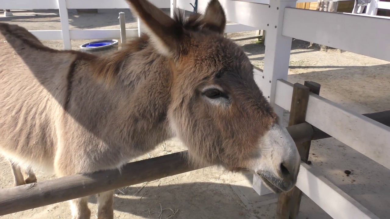 ロバ 東武動物公園 18年3月31日 Youtube