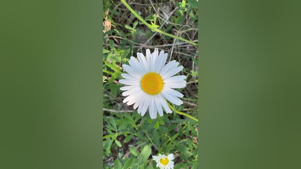 Vibrant Daisy Field in Bloom on a Summer Day #daisy #nature #
