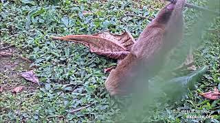 Baby sloth Phoenix climbing on the playground - 12\/08\/23 - SlothTV playground cam via explore.org