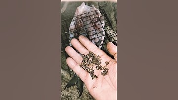 Cá suối nướng Mắc Khén Tây Nguyên #shorts