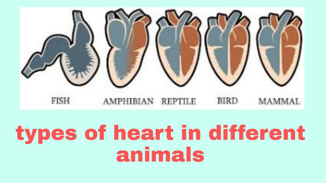 How Many Chambers Of Heart In Different Animals YouTube