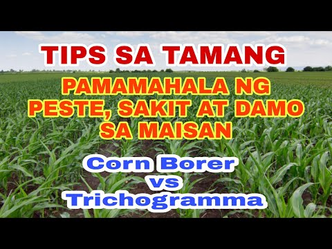 Video: Saan nagmula ang mga corn borers?