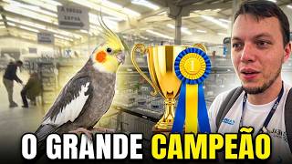 BASTIDORES DO CAMPEONATO BRASILEIRO DE CALOPSITAS 2026