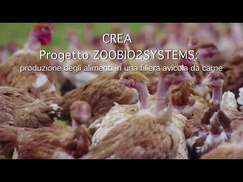 Video: Efficace Biodegradazione Dei Rifiuti Di Piume Di Pollo Mediante Co-coltivazione Di Ceppi Che Producono Cheratinasi