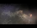 Buffalo chasing lions off a Kill.