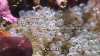 Kelp greenling egg mass close up by Rendezvousdiving 154 views 9 years ago 13 seconds