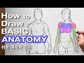 How to draw a basic anatomy for beginners  tutorial