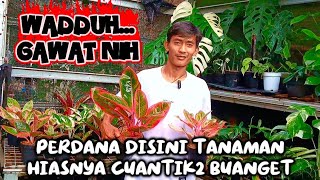 WADDUH GAWAT NIH‼️PERDANA DISINI TANAMAN HIASNYA CUANTIK2 BUANGET
