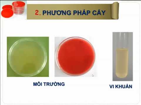 PHÂN LẬP VI KHUẨN/ THỰC HÀNH VI SINH